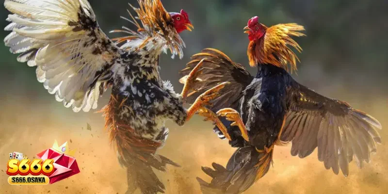 Những lưu ý quan trọng khi tham gia game Đá Gà