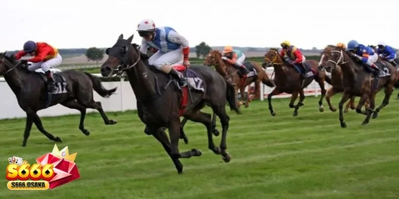 cá cược đua ngựa cá cược đua ngựa